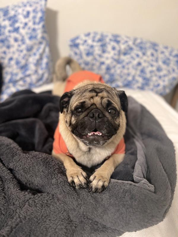 /images/uploads/pug nation rescue of los angeles/pugnation2024/entries/31234.jpg